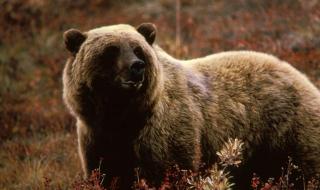 人类灭绝过多少动物