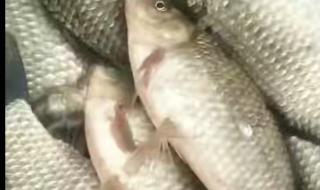 乌苏里江鱼 乌苏里江鱼